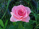 Tickled Pink rose photo