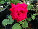 Toro rose photo