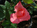 Touch of Class ™ rose photo