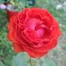 True Passion rose photo