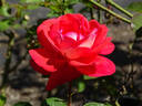Typhoo Tea rose photo