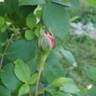 True Passion rose photo
