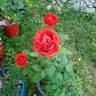 True Passion rose photo