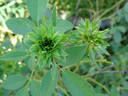 Viridiflora rose photo