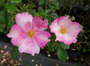 Watercolors ™ rose photo