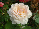 White Delight rose photo