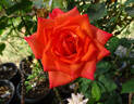 Wildfire ™ rose photo