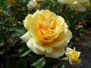 Winter Sun rose photo