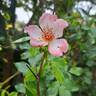 Dolomiti rose photo