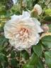 Dove rose photo