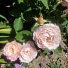Marc Chagall ™ rose photo
