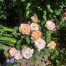 Marc Chagall ™ rose photo