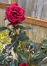 Black Magic ® rose photo