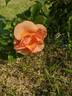Chinook Sunrise rose photo