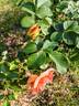 Topaz Jewel rose photo