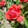 Canyon Road rose photo