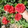Canyon Road rose photo