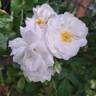 Midsummersnow ® rose photo