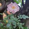 Scarborough Fair rose photo
