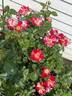 Fourth of July rose photo