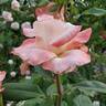 Soft Whisper rose photo