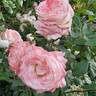 Soft Whisper rose photo