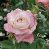 Soft Whisper rose photo