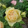 Euphoria rose photo