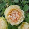 Euphoria rose photo