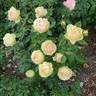 Euphoria rose photo