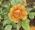 Arizona Sun rose photo