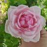 La France rose photo