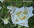 Amazone rose photo