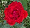 Florange rose photo