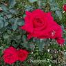 National Trust rose photo