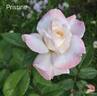 Pristine ® rose photo