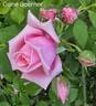 Gene Boerner rose photo