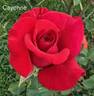 Cayenne rose photo