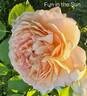 Fun in the Sun™ rose photo