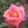 Folklore rose photo