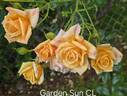 Garden Sun rose photo