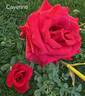 Cayenne rose photo