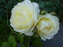 Jean Robie rose photo