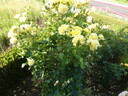 Sterntaler ® rose photo