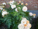 Sweet Honey rose photo