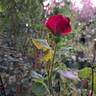 Zepeti rose photo