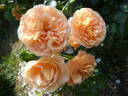 Sangerhäuser Jubiläumsrose ® rose photo