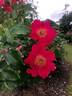 Lois Manners rose photo