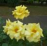 Golden Scepter rose photo