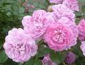 Blue Boy rose photo